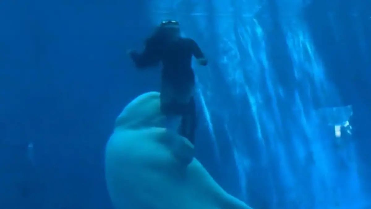 Schock-Moment im Becken! Beluga schnappt nach Dompteuren Plötzlich hat er ein Bein im Maul