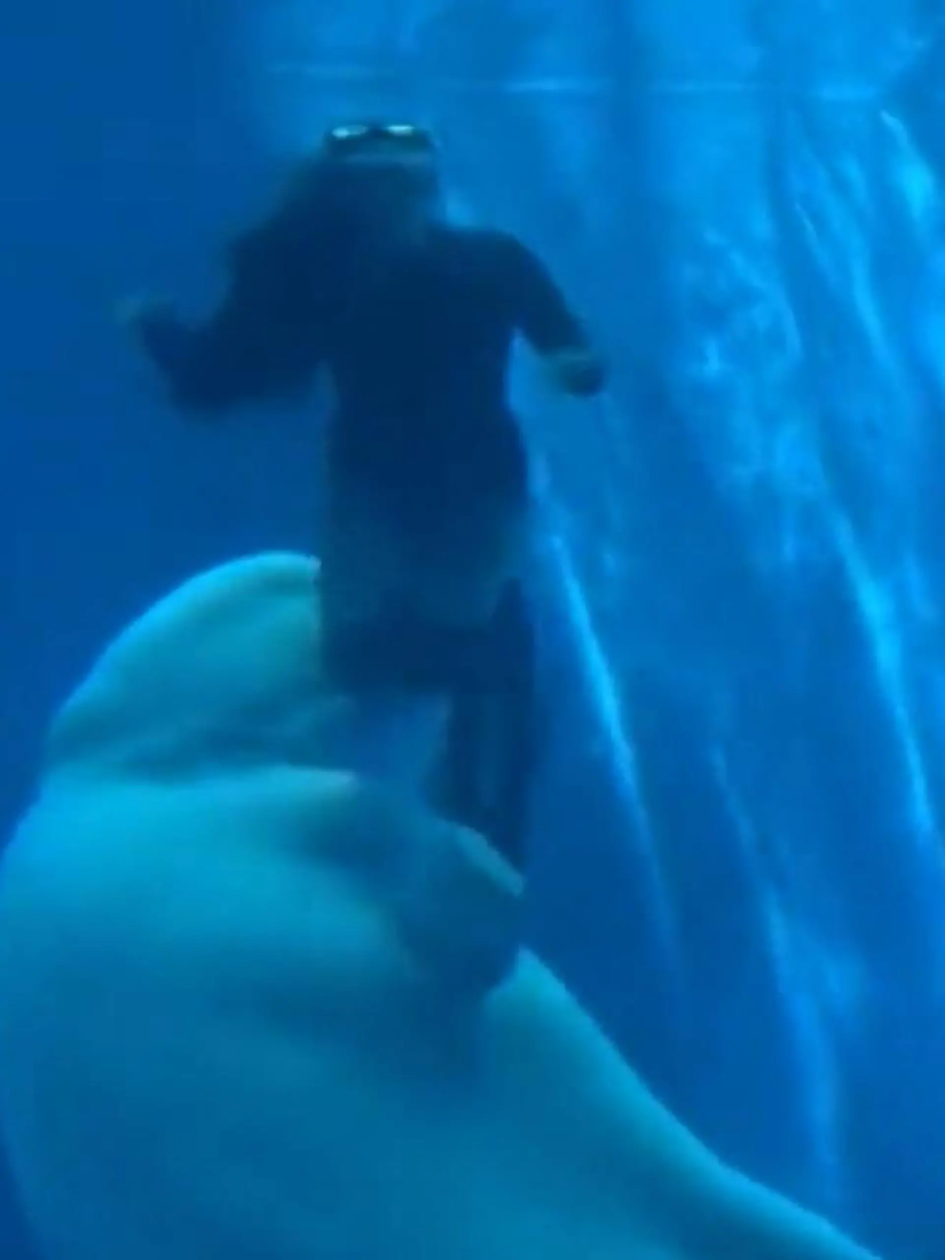 Schock-Moment im Becken! Beluga schnappt nach Mitarbeitern