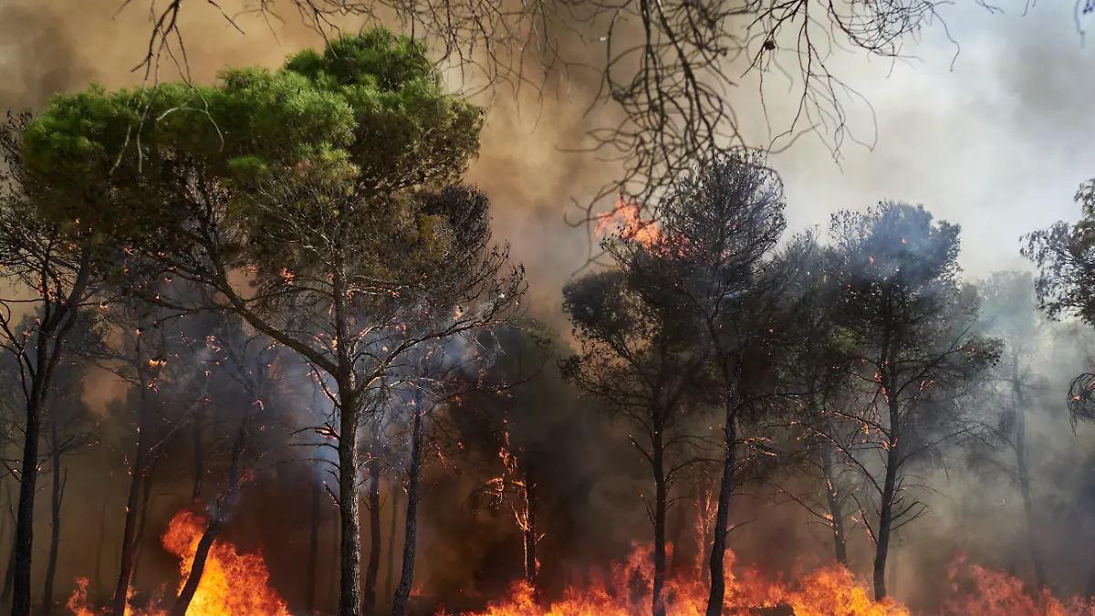 Das Feuer begann in der Nacht von Samstag, 9. August, auf Sonntag in einem Kiefernwald neben der Straße zwischen Carcastillo und Figarol. Die Feuerwehr ist im Einsatz.