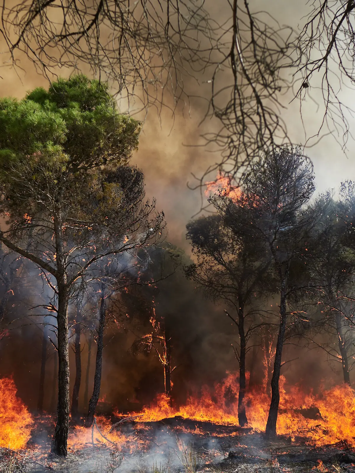 Das Feuer begann in der Nacht von Samstag, 9. August, auf Sonntag in einem Kiefernwald neben der Straße zwischen Carcastillo und Figarol. Die Feuerwehr ist im Einsatz.