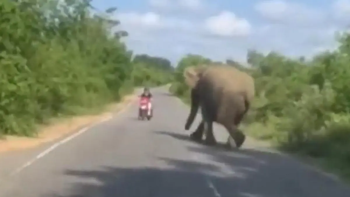 Tonnenschwerer Schreck! Elefant trampelt auf Rollerfahrer zu  „Er stürzte sich auf mich!“