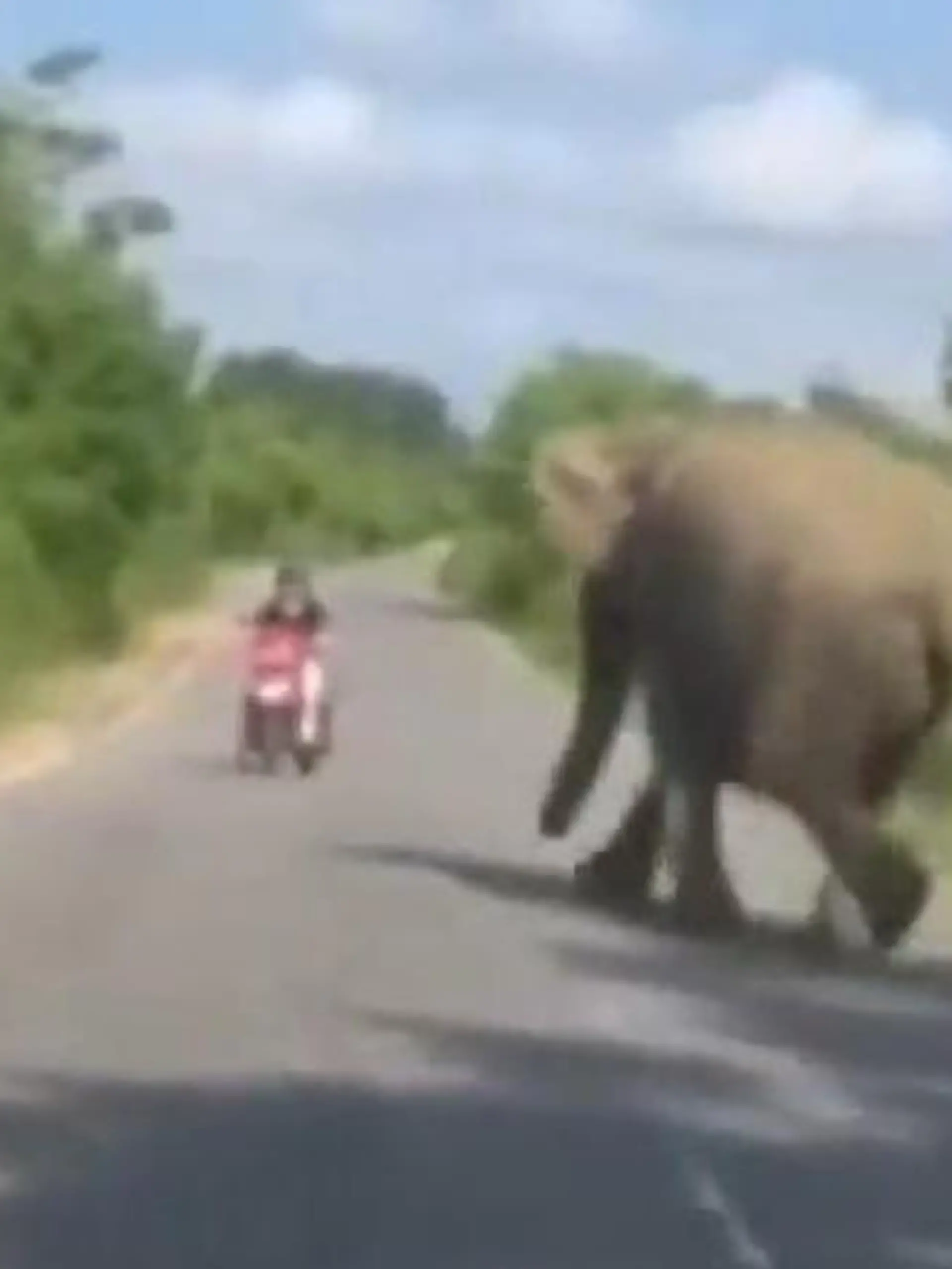 Bild zu: "Tonnenschwerer Schreck! Elefant trampelt auf Rollerfahrer zu "