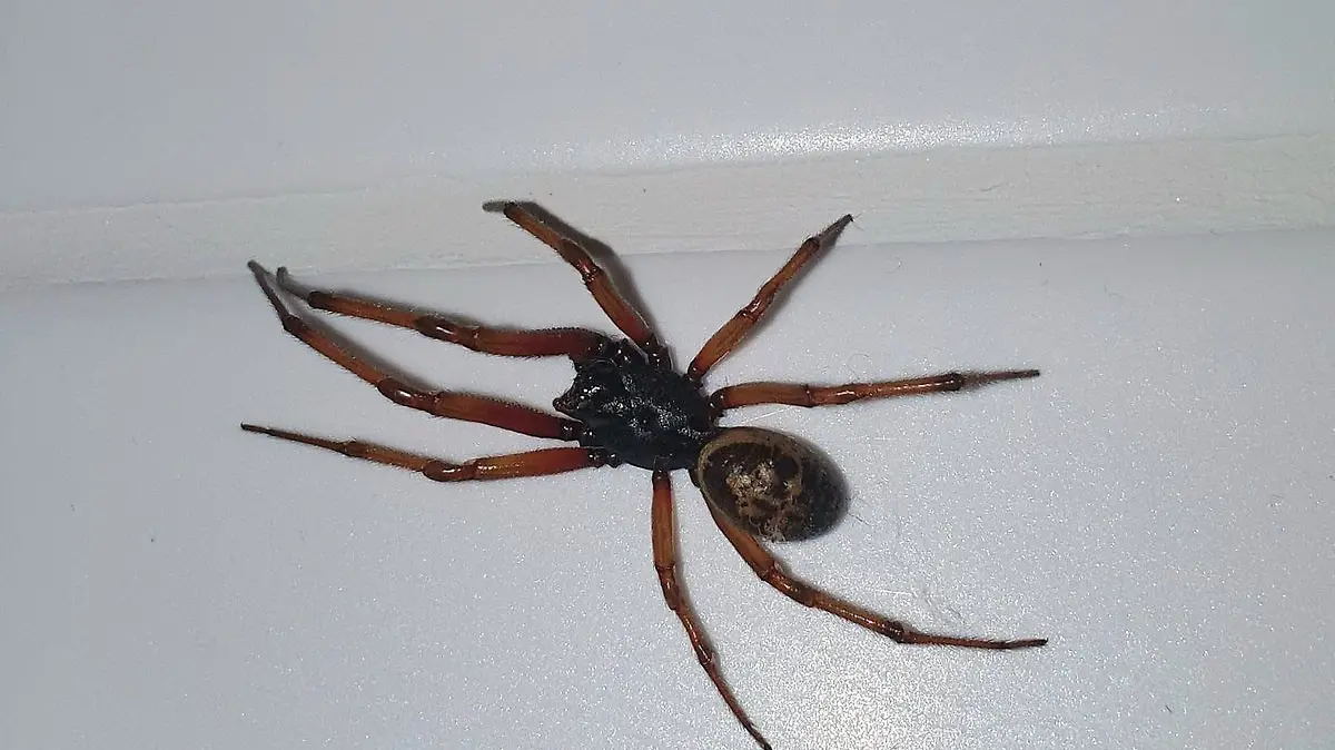 In Großbritannien werden die Menschen gebeten, ihre Fenster für die kommenden Wochen nachts zu schließen, da Paarungszeit der falschen Schwarzen Witwe ist. Zwar ist ein Biss des Insekts nicht tödlich, kann aber trotzdem sehr unangenehm werden. Auch in Deutschland kommt die Spinnengattung bereits vor – wenn auch eher in Gartencentern.