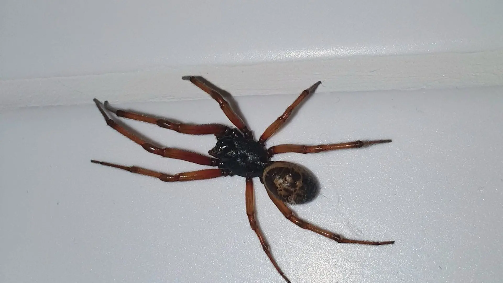 In Großbritannien werden die Menschen gebeten, ihre Fenster für die kommenden Wochen nachts zu schließen, da Paarungszeit der falschen Schwarzen Witwe ist. Zwar ist ein Biss des Insekts nicht tödlich, kann aber trotzdem sehr unangenehm werden. Auch in Deutschland kommt die Spinnengattung bereits vor – wenn auch eher in Gartencentern.