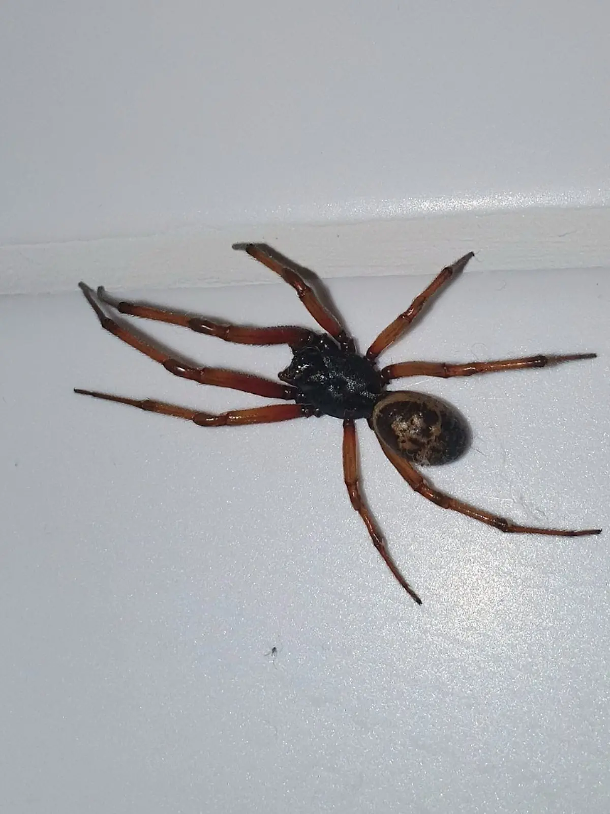 In Großbritannien werden die Menschen gebeten, ihre Fenster für die kommenden Wochen nachts zu schließen, da Paarungszeit der falschen Schwarzen Witwe ist. Zwar ist ein Biss des Insekts nicht tödlich, kann aber trotzdem sehr unangenehm werden. Auch in Deutschland kommt die Spinnengattung bereits vor – wenn auch eher in Gartencentern.