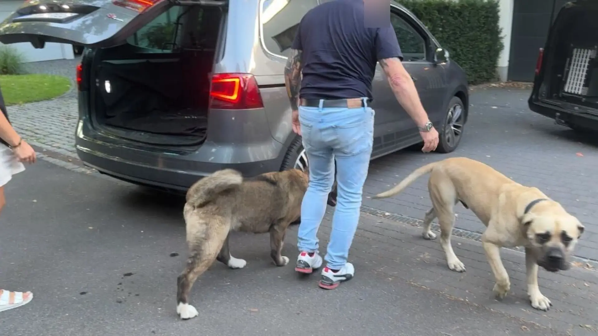 Laura Maria Rypas Hunde Prince und Akira werden vor dem Haus abgeholt. 