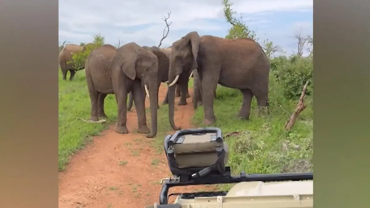 Einmaliger Safari-Moment! Touris stecken fest - wegen Elefanten-Nickerchen! So süß kann Stillstand sein