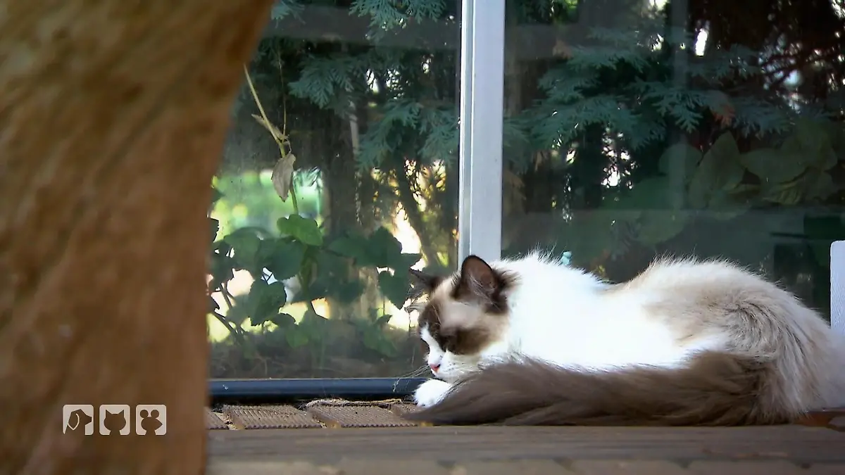 Die besten Tricks für zufriedene Katzen an heißen Tagen Abkühlung für Stubentiger