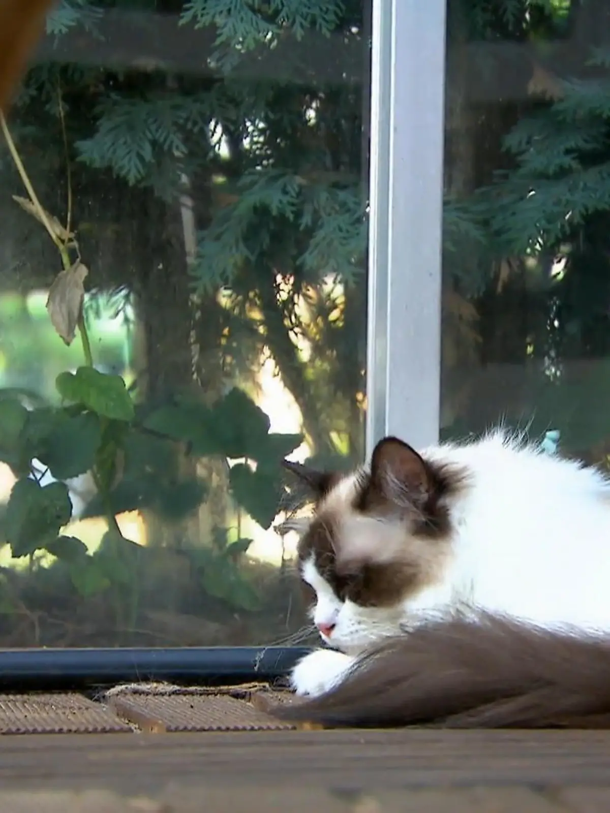 Bild zu: "Die besten Tricks für zufriedene Katzen an heißen Tagen"