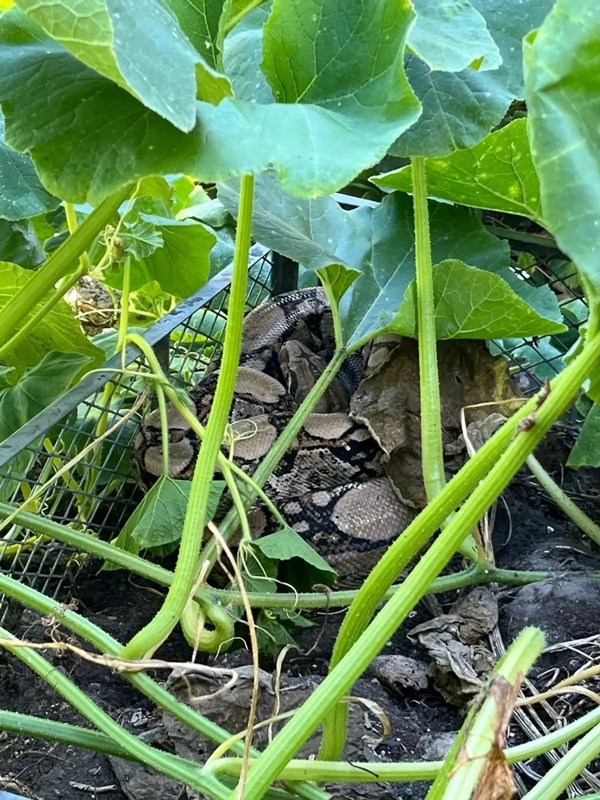 Bild zu: "Frau findet Würgeschlange auf Komposthaufen im Garten"