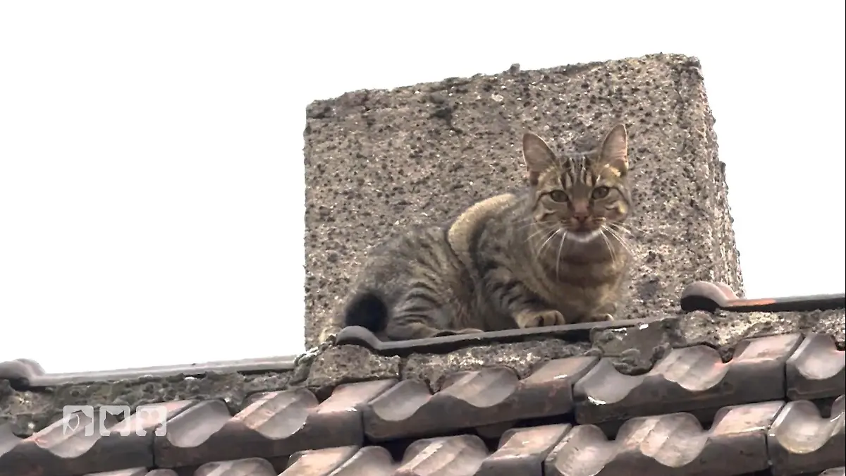 Katze Nika entwischt in Essen Tierretter im Einsatz