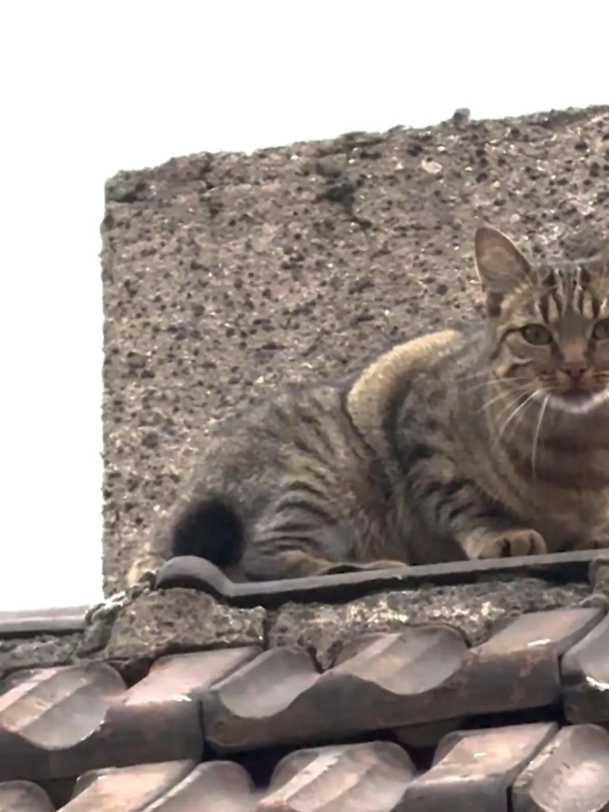 Bild zu: "Katze Nika entwischt in Essen"