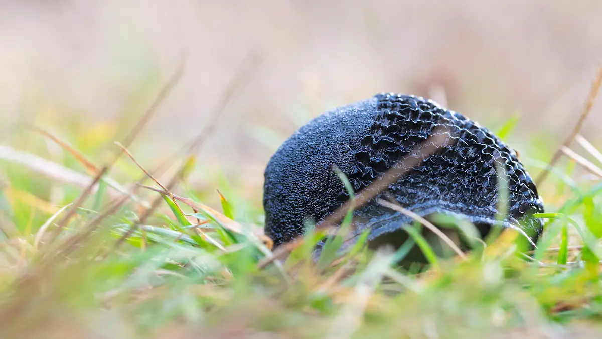 Schwarzer Schnegel