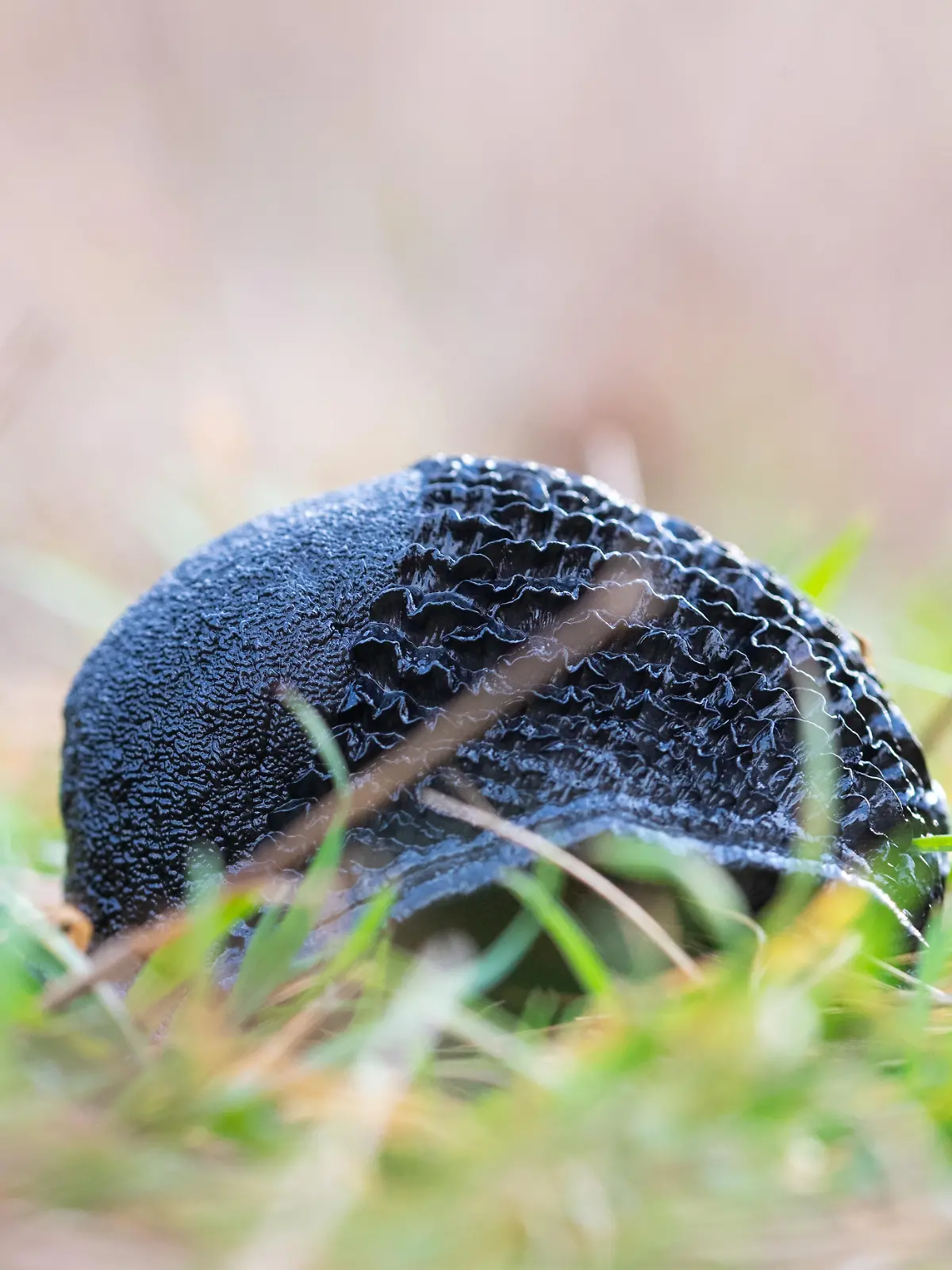 Schwarzer Schnegel