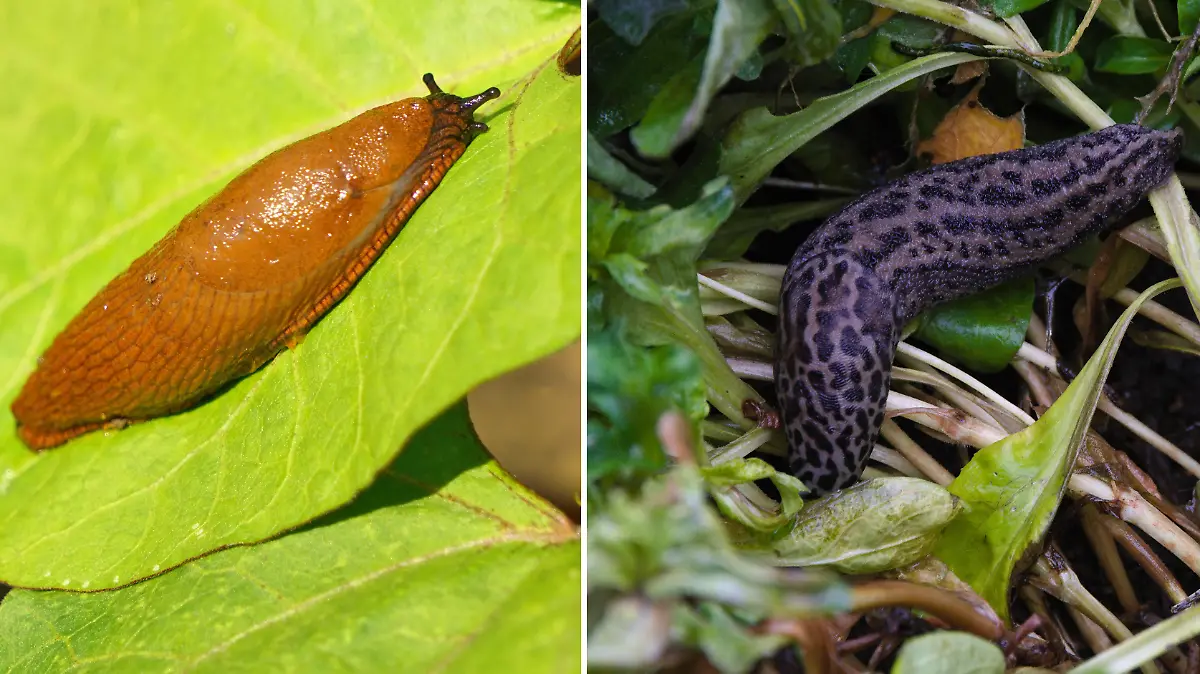 Vergleich spanische Wegschnecke und Tigerschnegel