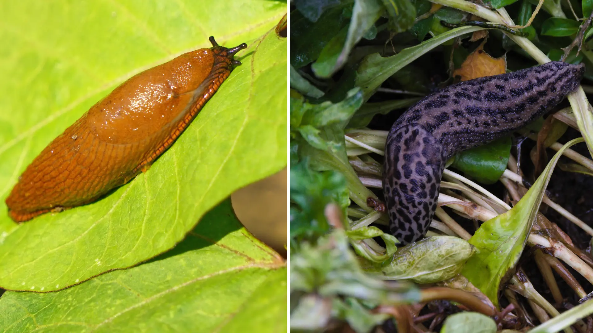 Vergleich spanische Wegschnecke und Tigerschnegel