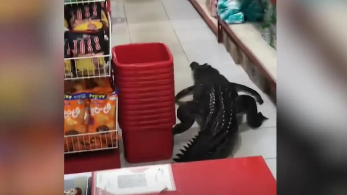 Krokodil stürmt Supermarkt – bei den Kunden bricht Panik aus! Spektakuläre Rettung in Indonesien
