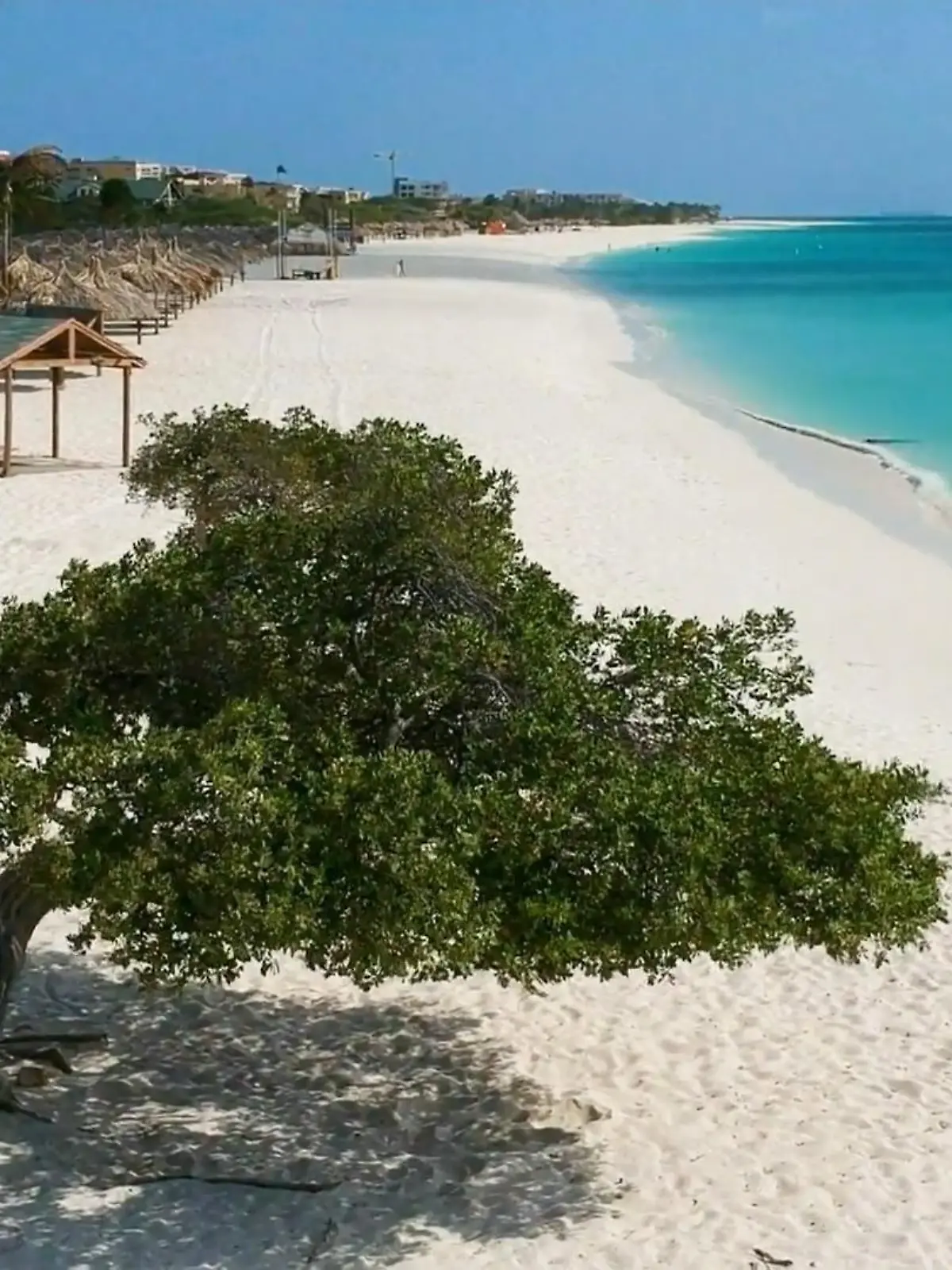 Bild zu: "Familie Manco möchte nach Aruba auswandern"