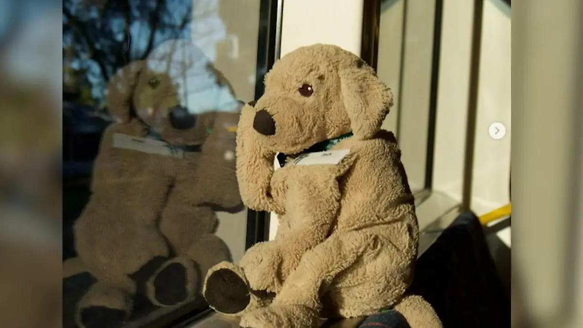 Plüschhund Jack sucht seine Familie! Australisches Hotelpersonal startet süße Suchaktion Er wurde einfach vergessen!