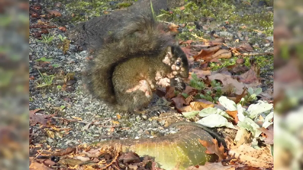 Eichhörnchen mit Pockenvirus