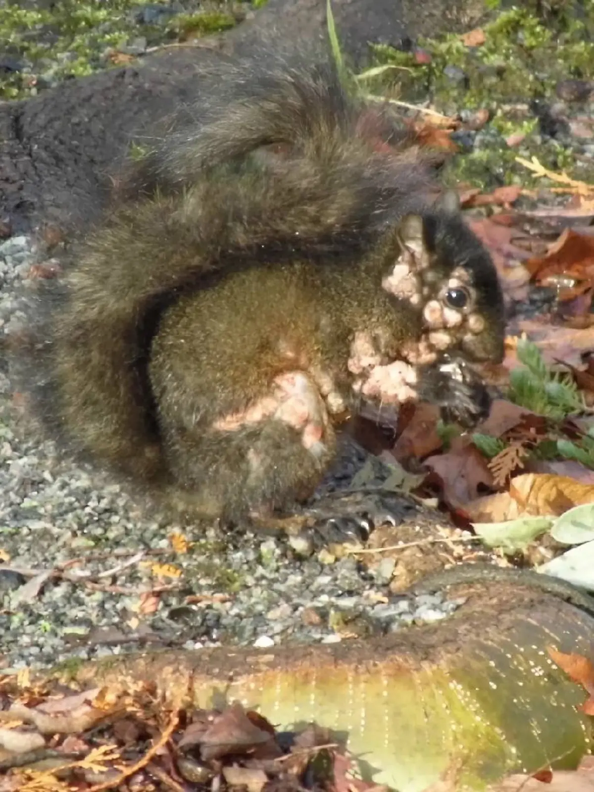 Eichhörnchen mit Pockenvirus
