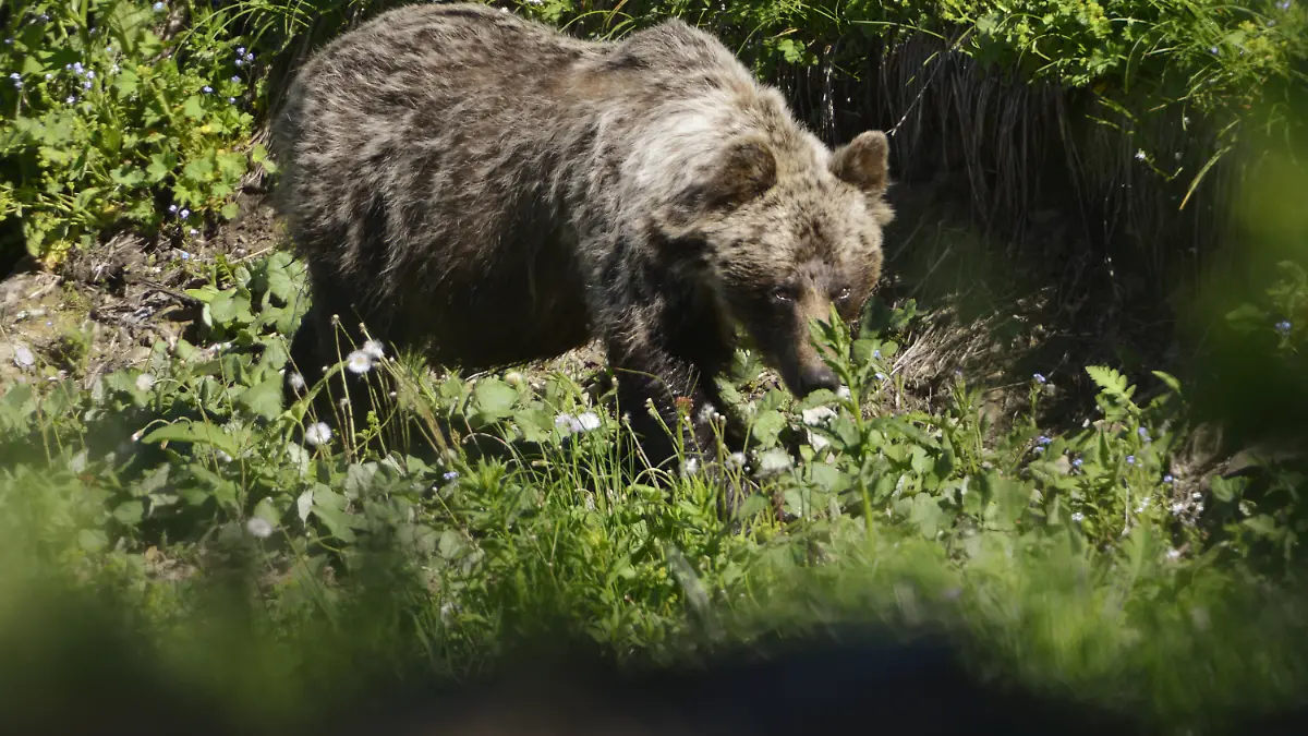 Ein Braunbär ist im Tal Zadné Me·odoly in Tatranská Javorina unterwegs.