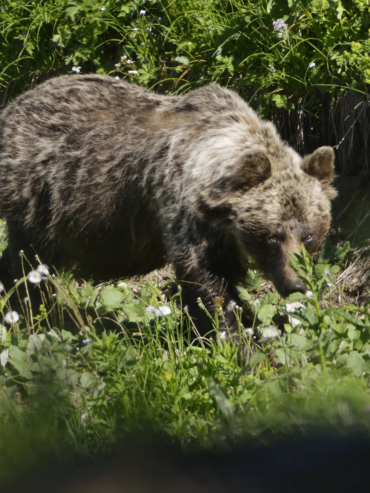 Ein Braunbär ist im Tal Zadné Me·odoly in Tatranská Javorina unterwegs.