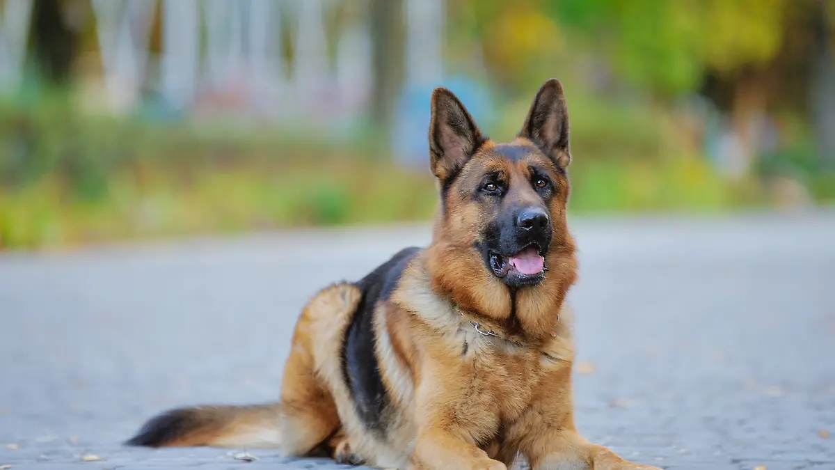 In Neumünster hat ein Schäferhund zwei kleine Hunde tot gebissen, jetzt wird er wahrscheinlich beschlagnahmt. (Archivbild)