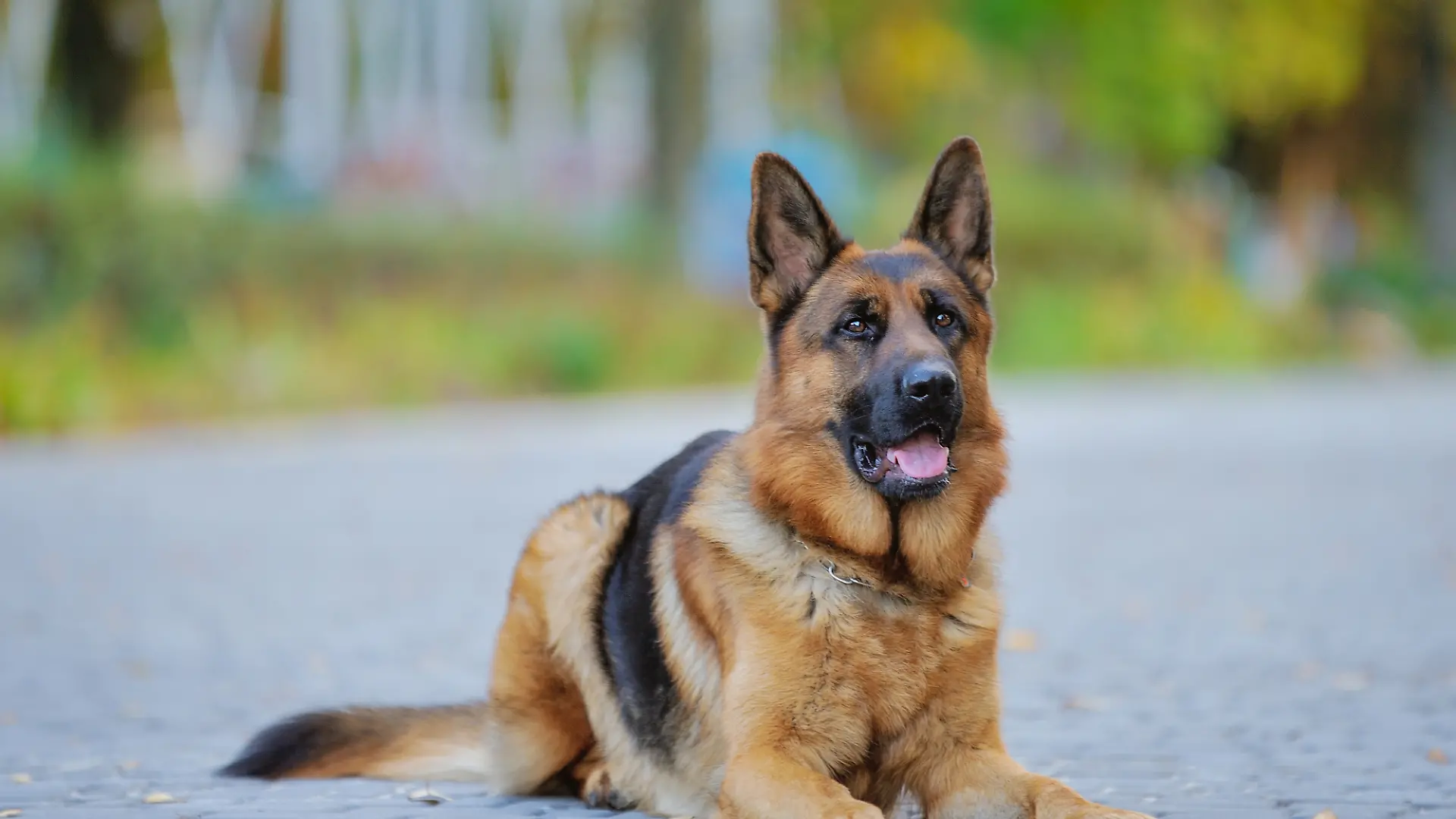 In Neumünster hat ein Schäferhund zwei kleine Hunde tot gebissen, jetzt wird er wahrscheinlich beschlagnahmt. (Archivbild)