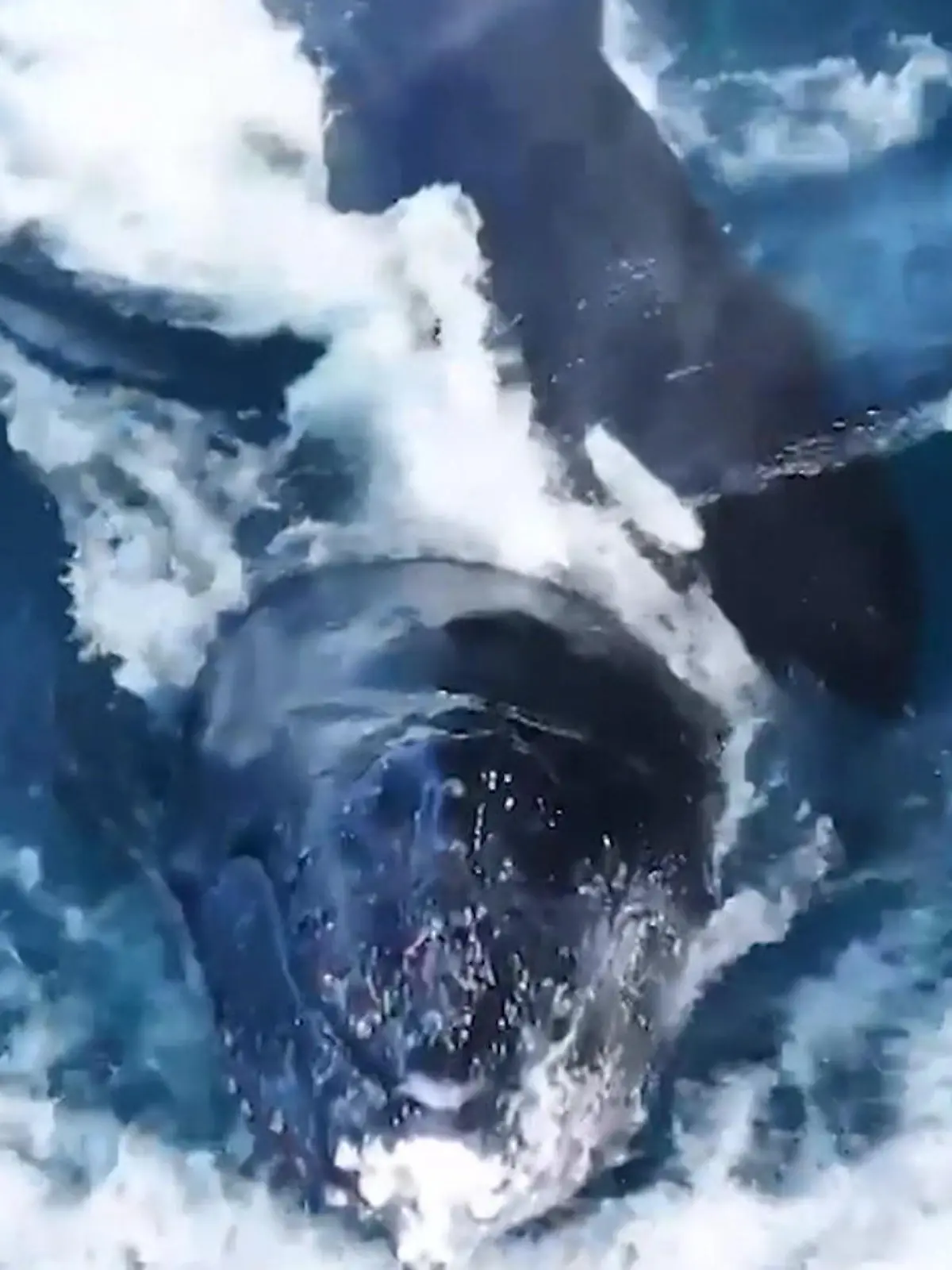 Bild zu: "So brutal jagt niemand – Orcas quälen Buckelwal zu Tode!"