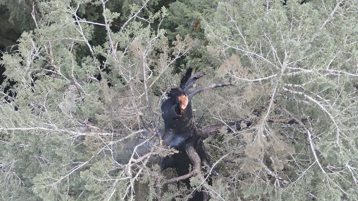 In Oregon in den USA brennt einer der höchsten Bäume der Welt.
