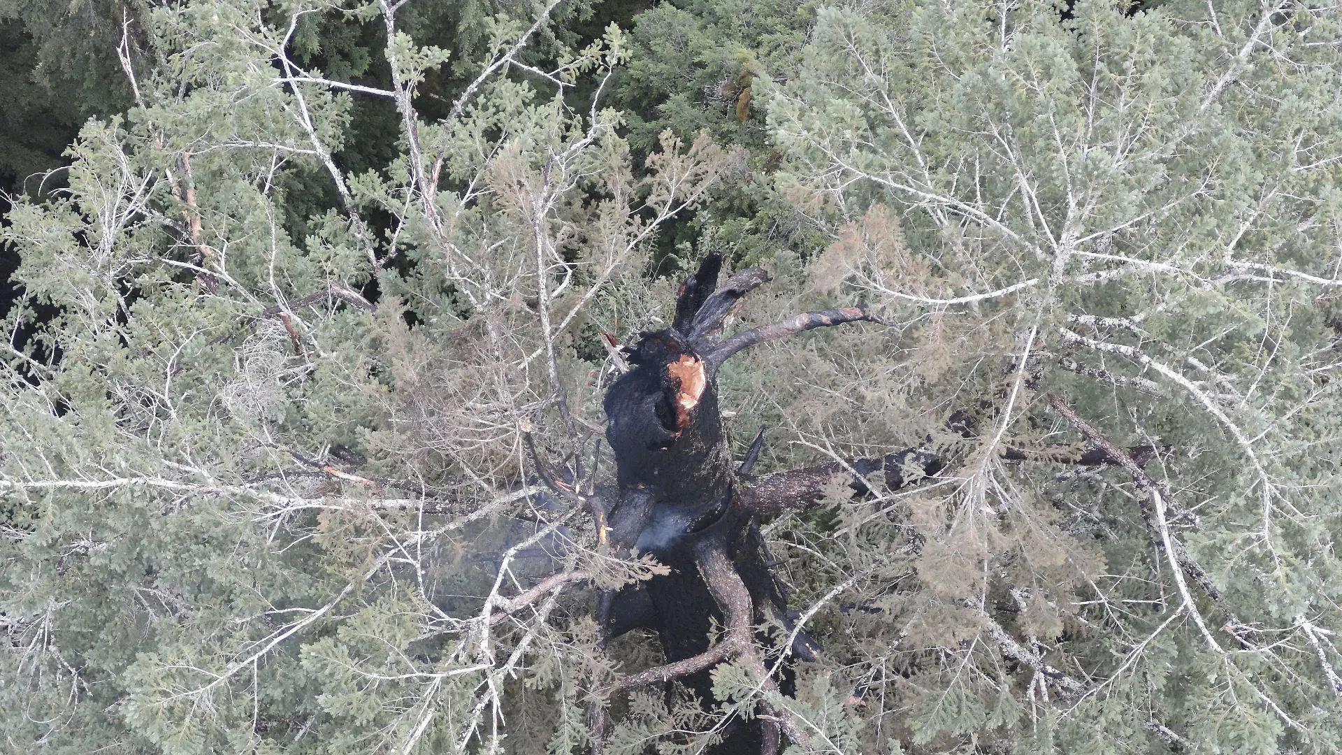 In Oregon in den USA brennt einer der höchsten Bäume der Welt.