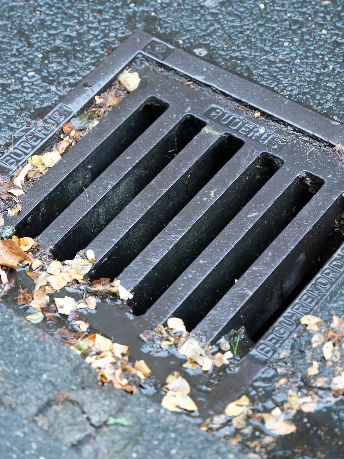 Bild zu: "Kater Timy nach zwei Wochen aus Kanalisation gerettet"