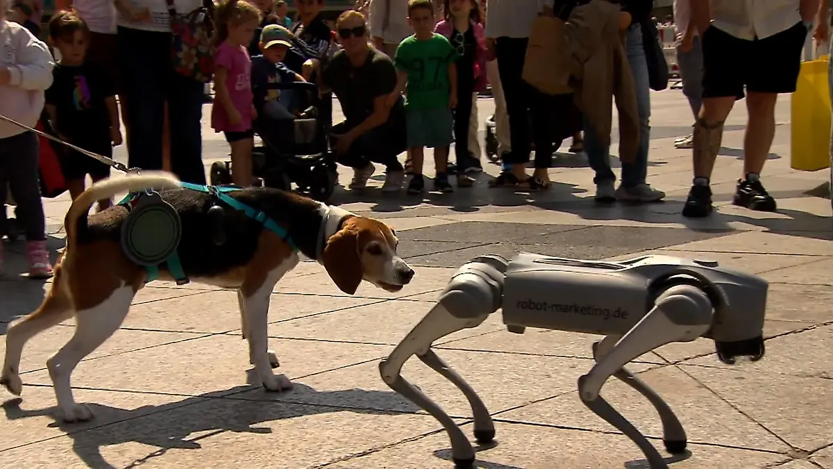 Warum ein Mann zwei Roboterhunde besitzt – und damit sogar Geld verdient High-Tech auf vier Beinen