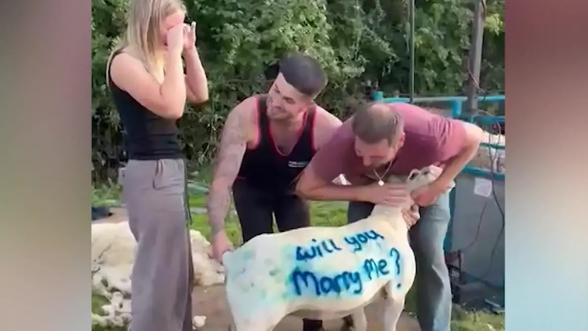 Will you MÄHry me! So hilft dieses Schaf beim Heiratsantrag Tränen auf der Weide