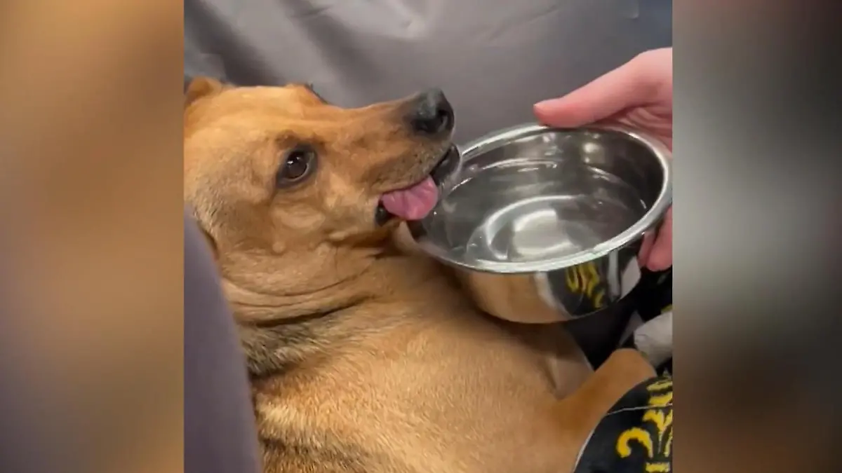 Immer mehr Hunde im Cannabis-Rausch! Halter in Sorge