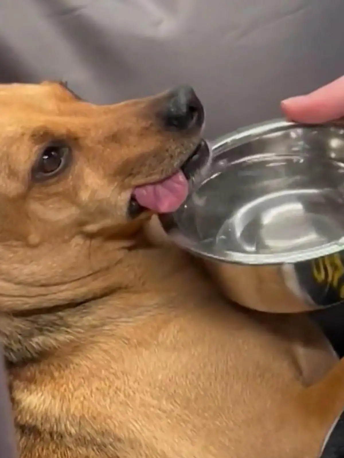 Bild zu: "Immer mehr Hunde im Cannabis-Rausch!"