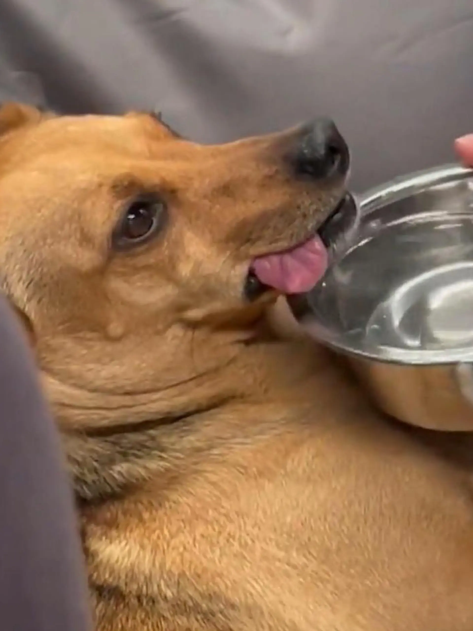 Hunde im Cannabisrausch