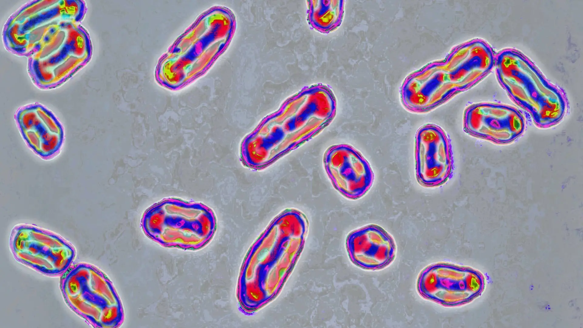 Das Pest-Bakterium Yersinia pestis