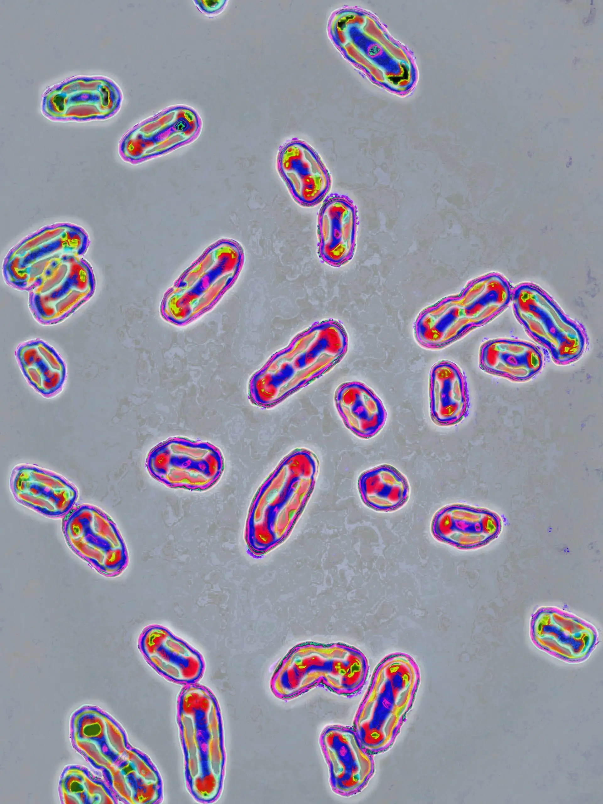 Das Pest-Bakterium Yersinia pestis
