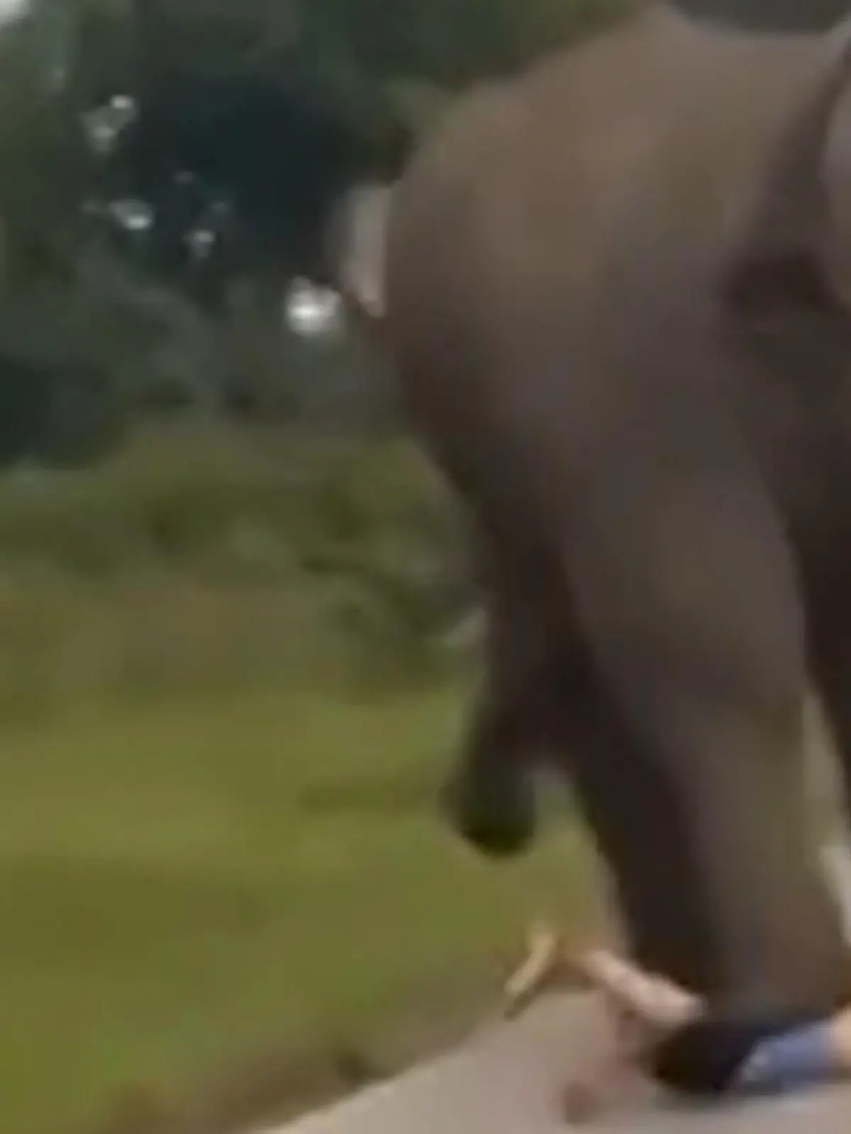 Dum(m)bo-Aktion für Selfie! Elefant rächt sich an Touri – und zieht ihm Hose aus