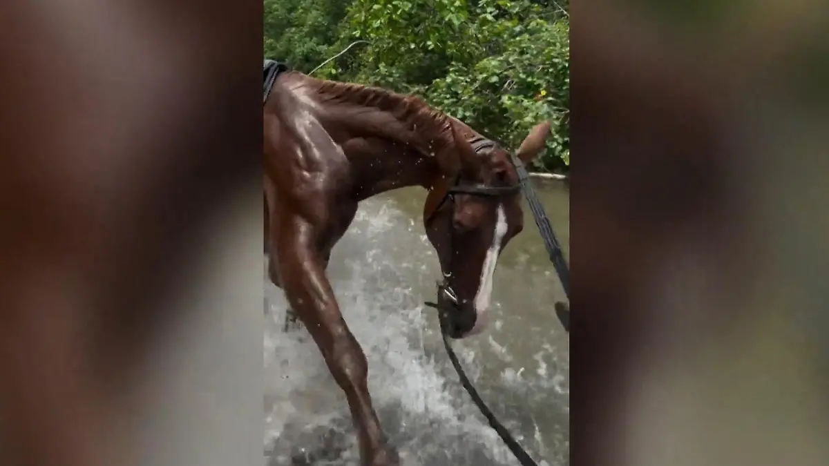 Reiterin fies baden geschickt! Hier hat das Pferd die Zügel in den Hufen Pferdestärke gut genutzt!