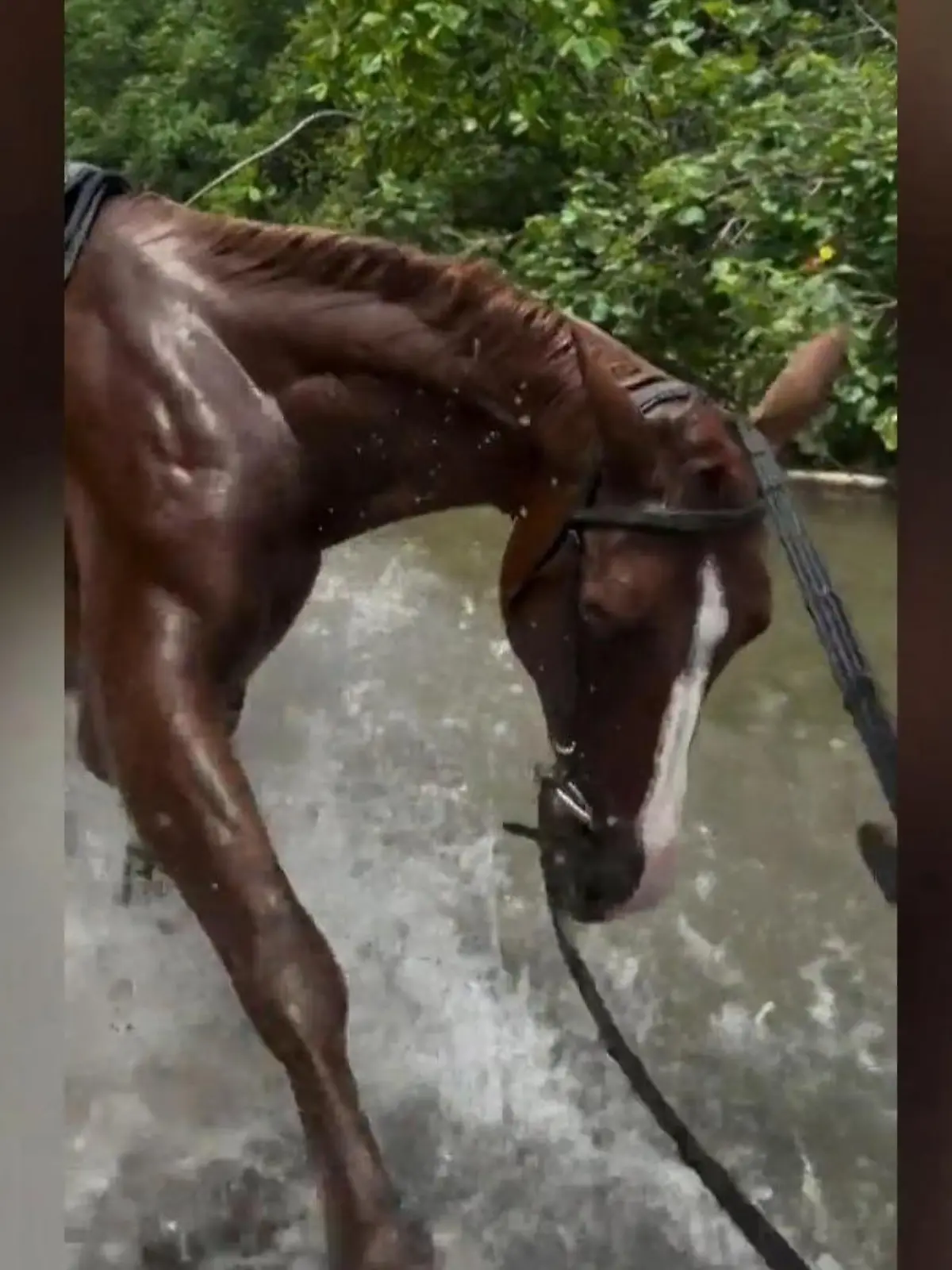 Bild zu: "Reiterin fies baden geschickt! Hier hat das Pferd die Zügel in den Hufen"