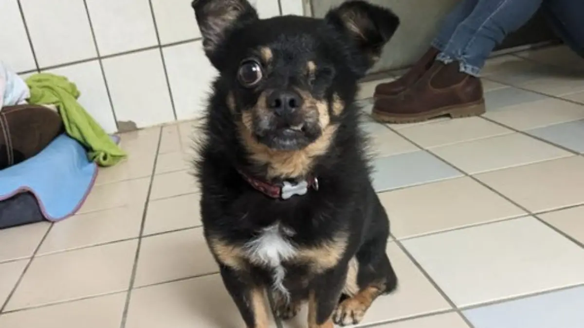 Jimmy Jack Sparrow.jpg