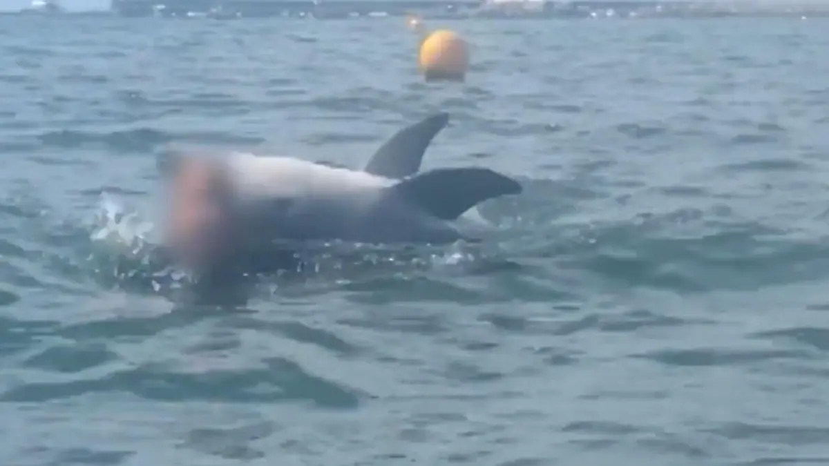 Delfin drückt Frau immer wieder unter Wasser Lebensgefahr!