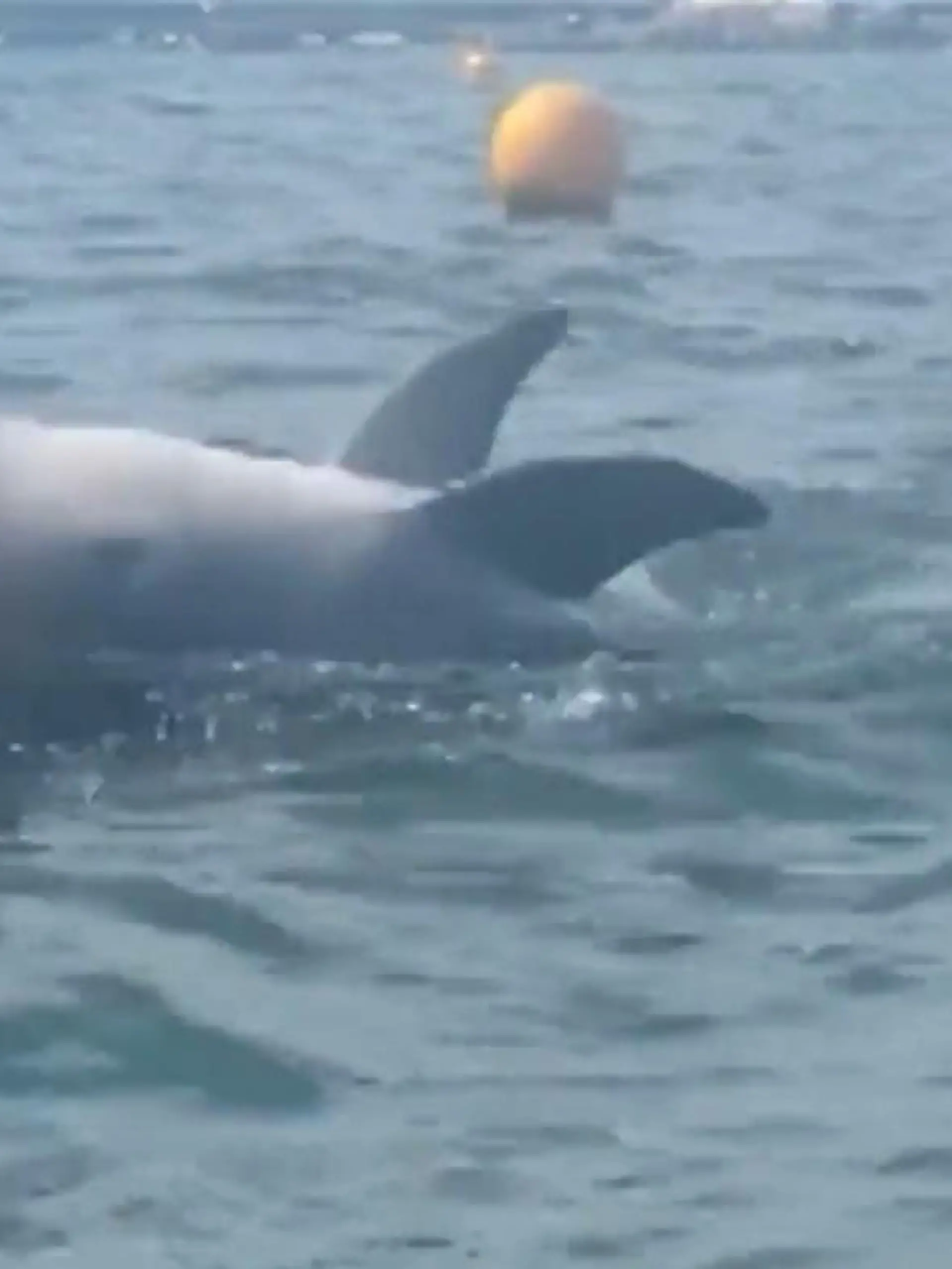 Das ist kein Spiel! Delfin drückt Schwimmerin immer wieder unter Wasser