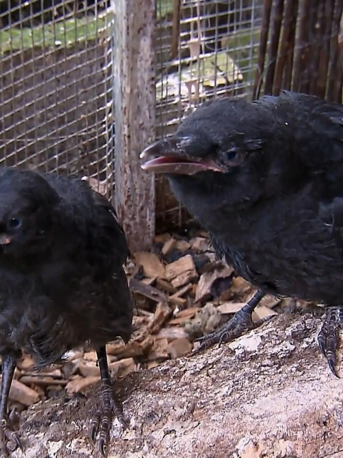 Bild zu: "Biga kümmert sich um Rabenvögel"