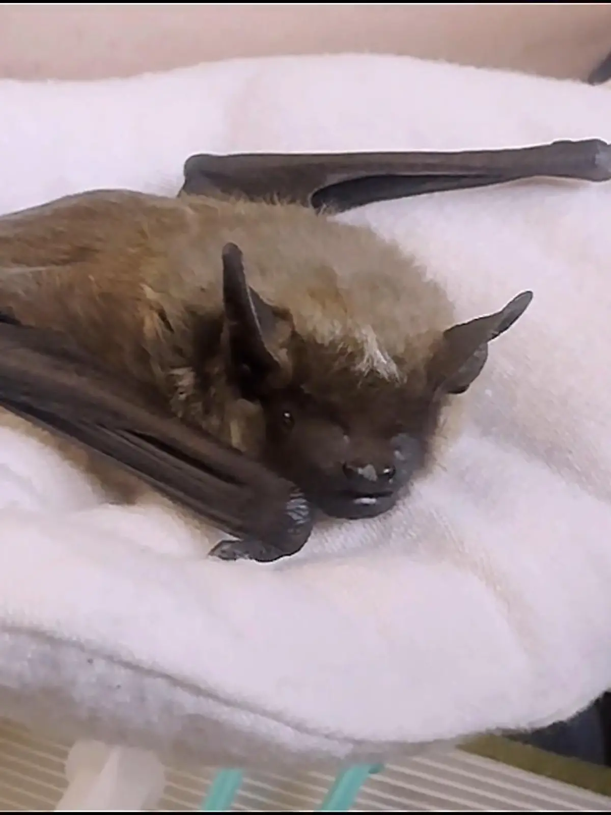 Bild zu: "Fledermaus-Auffangstation im Fokus"