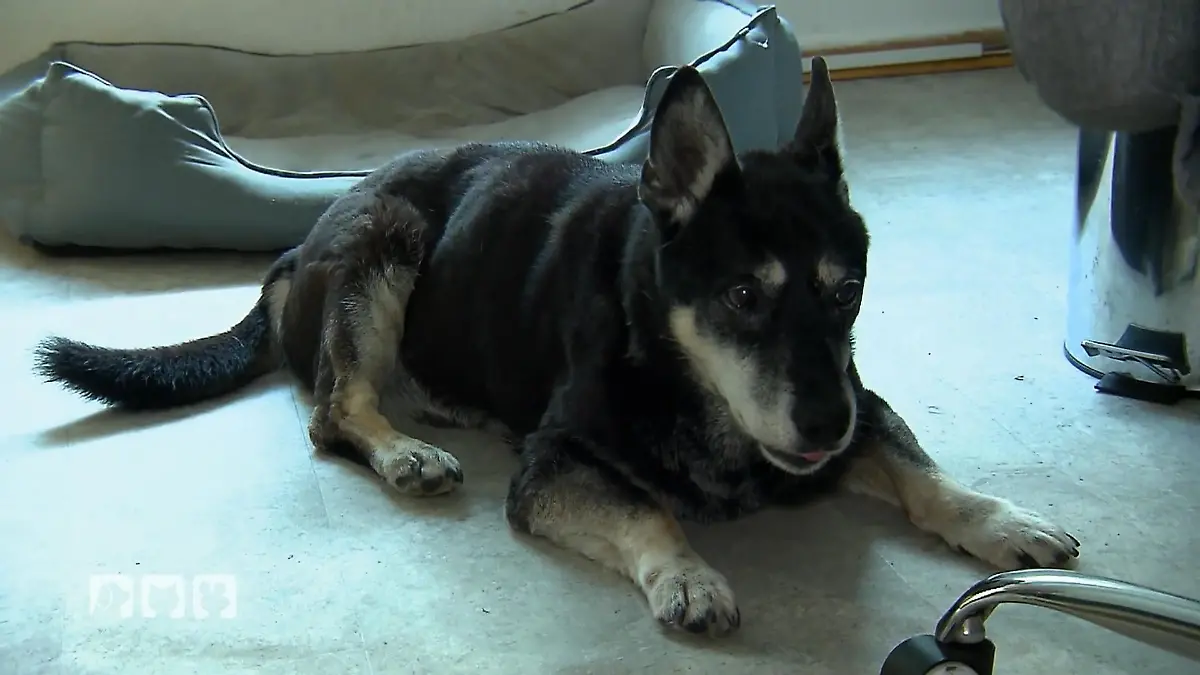 Tiernotdienst kümmert sich um humpelnden Hund Hilfe rund um die Uhr