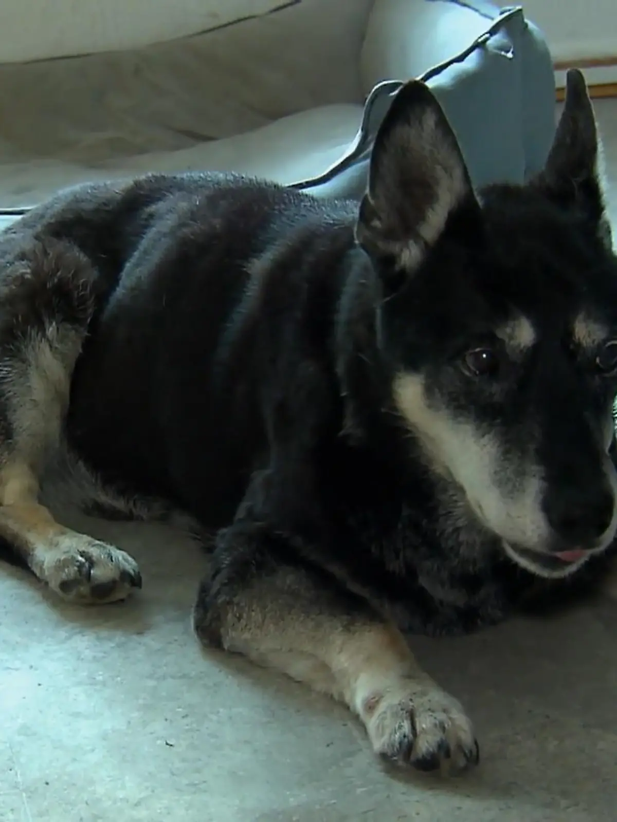 Bild zu: "Tiernotdienst kümmert sich um humpelnden Hund"